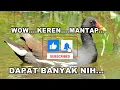 SUARA PIKAT BURUNG MANDAR/PELAN/DER/ALISAN/SIBANG/MOORHENS BIRD/DUSKY/COMMON MOORHENS/GALLINULA