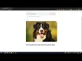 Dog Breed Prediction Streamlit Short Demonstration