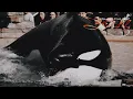 Download Lagu 𝙎𝙤𝙣𝙣𝙚 : — : Halloween Orca MEP |𝗢𝗣𝗘𝗡|
