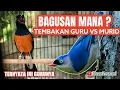 Download Lagu Ketika Murai Batu Membawakan Isian Tembakan Rambatan Paruh Merah, Asli mantap ‼️
