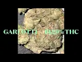 Garlotti strain x indica
