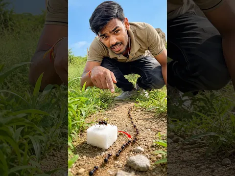 I Gave ONE Ant Sugar… It Called the Whole Army! 🐜😱