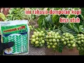 Download Lagu cara mengatasi hama yang menyerang buah  kopi ketika buah kopi sedan  dmegan