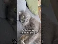 Lagu Make it make sense 🙄 #cat #cute #funny #catvideos #shorts