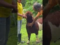 Download Lagu Temui Kambing Boer kami yang berusia 16 bulan