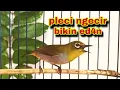 Download Lagu Pleci Ngecir Untuk Menaikan Birahi Dan Menaikan Emosi Pleci || Pleci Jantan Ngecir