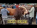 Lagu UPDATE HARGA SAPI PERSIAPAN KURBAN DAN DAGING JELANG BULAN RAMADHAN - HARGANYA BIKIN GEMES
