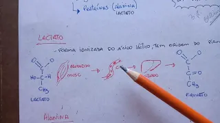 Gliconeogênese