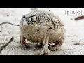 Download Lagu A tiny angry squeaking Frog 🐸 | Super Cute Animals - BBC
