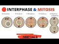 IMAT Biology Cell Biology Cell Cycle and Cell Division Interphase and Mitosis Part 2