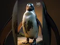 Download Lagu Nuansa Ai | Cute Penguins