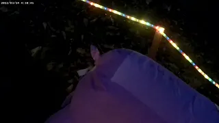 Gemmy Christmas Inflatable Pig Review  Gemmy Christmas Inflatable Pig Review