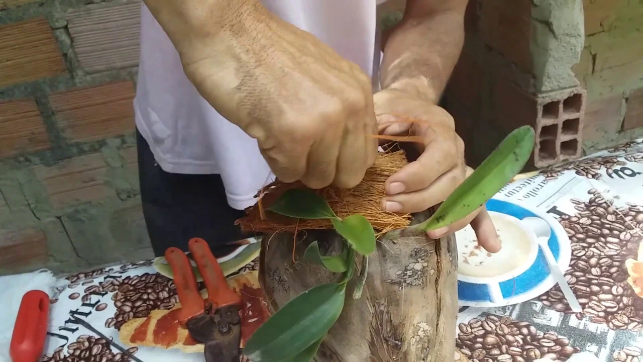 COMO PLANTAR ORQUÍDEA NO COCO SECO