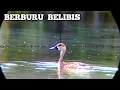 Download Lagu GILA❗MENEMUKAN SARANGNYA BELIBIS MELIMPAH. BERBURU BELIBIS || BORNEO SLUG
