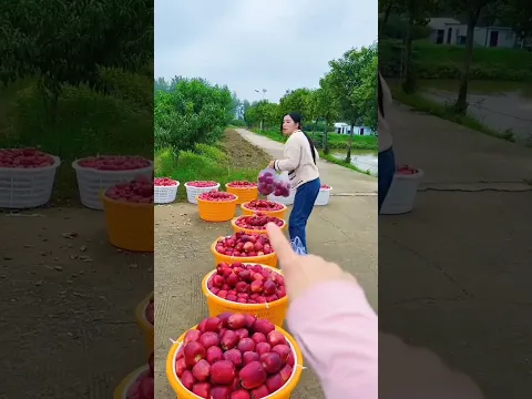 Delicious sweet Red Apple 🍎🍎 | Amazing Fresh yummy Apple harvest from Farm by Rural Farmer #apple