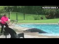 Gator surprises woman in her pool