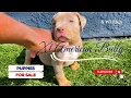 6 WEEKS XL AMERICAN BULLY PUPPIES For Sale