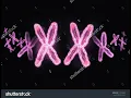The xx - Replica