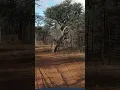 Download Lagu Kudu jumping fence