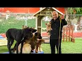 CESAR MILLAN TEACHES YOU HOW TO USE THE LEASH