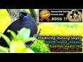 Download Lagu Masteran Burung Luar Negeri Suara Unik - Burung North Island Kokako HD Audio