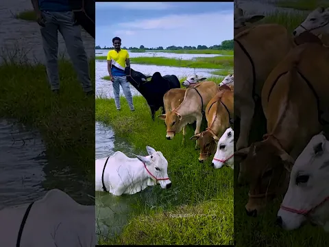 Lovingly Cute Nadipathy Cows The best in the world 😍 #youtube #viral #cow #love