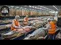 Download Lagu How Millions Of Crocodiles Are Processed In Australia? | Why Is Crocodile Skin So Expensive?