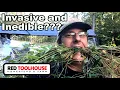 How Do We Manage INVASIVE STILT GRASS on Our Land