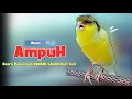 Download Lagu KENARI GACOR Panjang !!! Suara PANCINGAN KENARI PAUD Belajar BUNYI Ngeriwik - MASTERAN Kenari PAUD