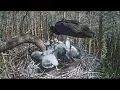 Lagu 2017/06/17 13h17m Karula Black Stork~Nice feeding by Karl~