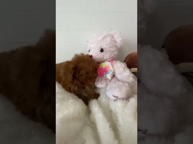 動画