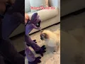 Download Lagu Catnap VS real Cat 🐈 😂💀 #fnafplush #fnafplushies #catnap #plushtoys #plushvideos