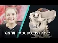 Anatomy Dissected Cranial Nerve VI abducens nerve