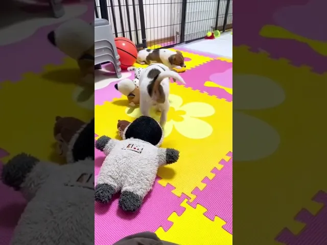 動画