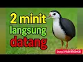 Download Lagu SUARA PIKAT RUAK RUAK PALING AMPUH