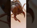 Fire ant bite and sting up-close