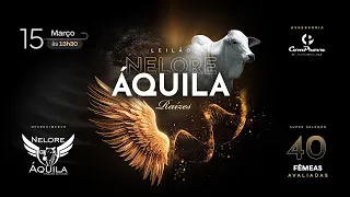Leilão Nelore Áquila - Raízes