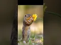 bunga jiwaku #squirrel #animals #cute #trending #funny #bunga