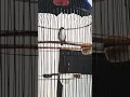 Burung Sniper gacor nembak isian kuntilanak #masteranburung #masteranmuraibatu #kuntilanak #shorts