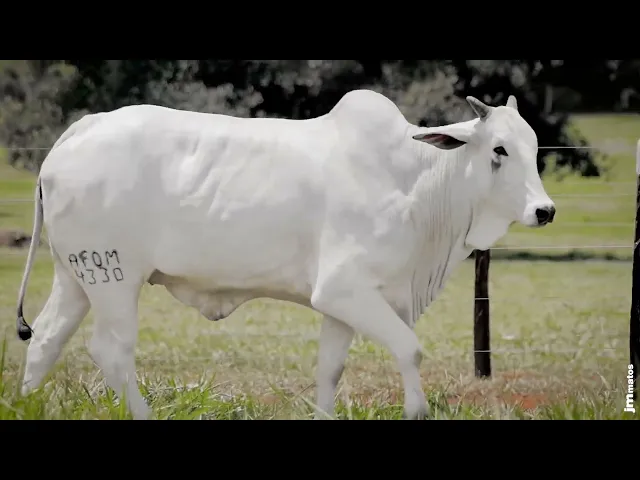 Novilha Nelore AFOM - 4330