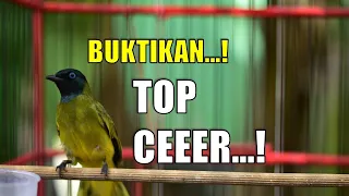 Download KUTILANG SUTRA BETINA GACOR bikin Cucak Kurincang ikutan GACOR MP3