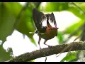Download Lagu Video menakjubkan tentang perkawinan manakin bersayap gada oleh Hans Heinz di Ekuador