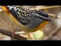 Spotted Pardalote calling (Pardalotus-punctatus )  HD Video clip 4/4 Tim Siggs ABVC