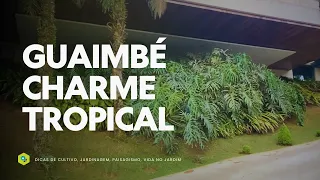 GUAIMBÉ -  O CHARME TROPICAL do Philodendron bipinnatifidum