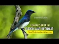 Lagu Suara Burung Tledekan Laut Dialam Liar, Burung Jadi Sehat dan Tenang ‼️ #salamkicaumania