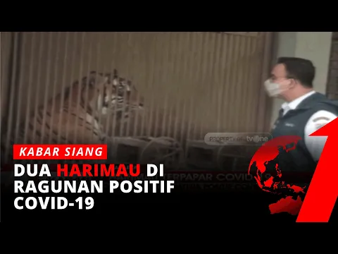 Begini Kondisi Harimau Bernama Hari dan Tino Usai Dinyatakan Positif Covid-19