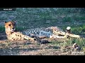 Download Lagu Africam Tammy the Cheetah Cam at HESC | Highlights