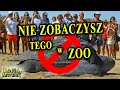 Download Lagu Animals That Are NOT in the ZOO!