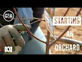 Starting an Orchard Growing Fruit Gardening Australia