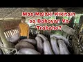 College Graduate bakit mas Pinili ang Piggery Business kaysa Trabaho